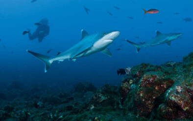 Requins à pointe argentée.