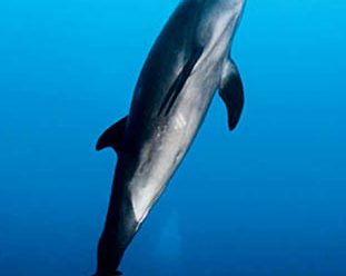 A playful bottlenose dolphin.