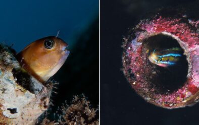 Ikan goby dalam botol (kiri) dan Blenny, juga dalam botol.