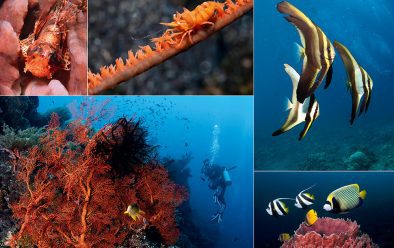 Clockwise, from top left: Scorpionfish; Whip-coral shrimp; Batfish; Fish queue up at a barrel-sponge cleaning station; Diver with fan coral.