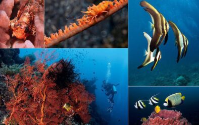 Clockwise, from top left: Scorpionfish; Whip-coral shrimp; Batfish; Fish queue up at a barrel-sponge cleaning station; Diver with fan coral.