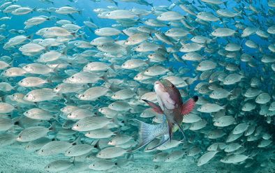 A Mexican hogfish poses proudly before the school, like the troop leader at the head of a huge fish parade.