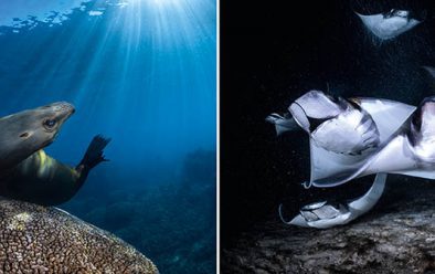 A playful sea-lion pup strikes a pose on top of a table coral. Right: mobula rays rush in from the dark as they vacuum up the plankton attracted to the divers’ lights.