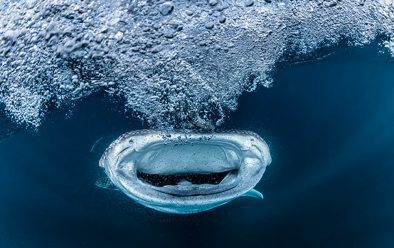 A whale sharks creates a vortex of water as it guzzles down plankton.
