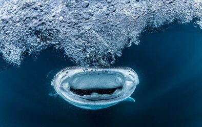 Uno squalo balena crea un vortice d'acqua mentre divora plancton.