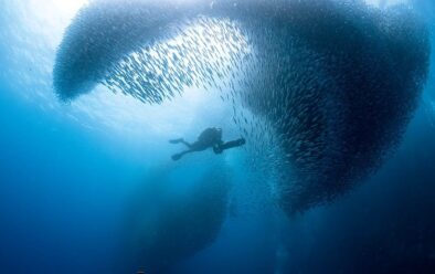 A DPV provides a good way of appreciating the baitballs at Moalboal.