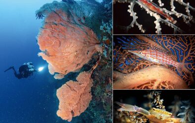 Clockwise from top left: Large gorgonians on Kasai Wall; coral goby; long-nosed hawkfish; coral crab.