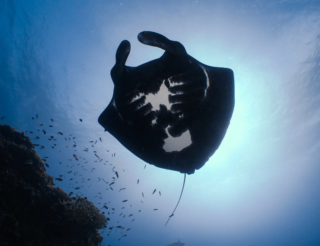 negro Manta