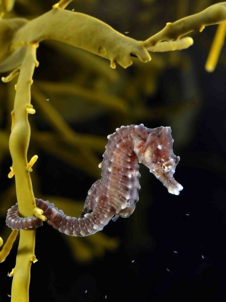 Short-snouted seahorse. (Picture: Hans Hillewaert).