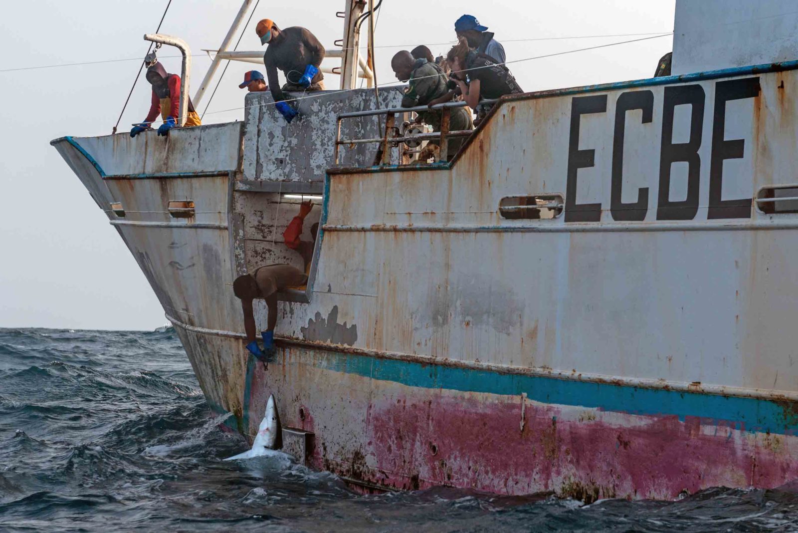 Mako Sea Shepherd