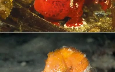 No augšas: Frogfish; spilgtas krāsas jūras zirdziņš.