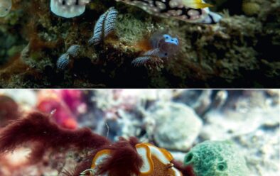 From top: Yellow-horned phyllidia (Phyllidia elegans); caramel nudibranch (Glossodoris rufomarginata).