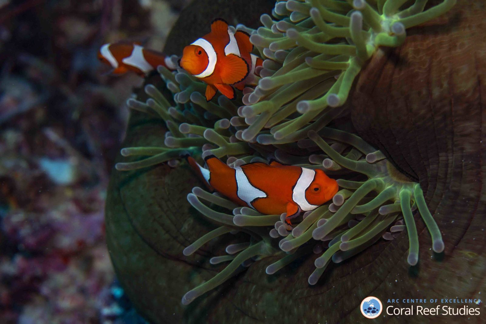 Clownfish Thorrold