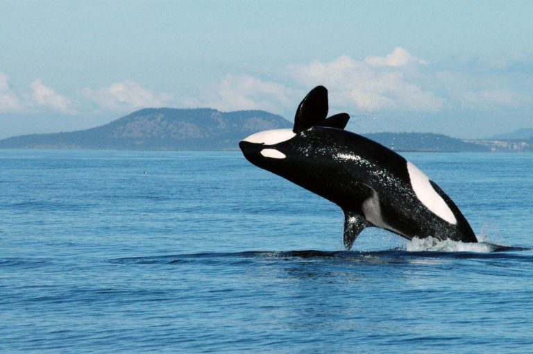一头 72 岁的雌性逆戟鲸破水而出。