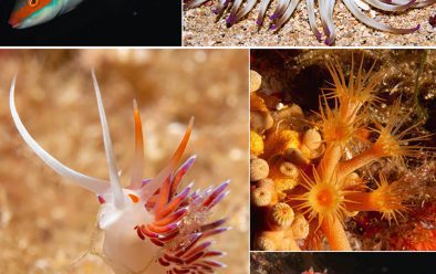 Clockwise from top left: Saupe whistle as they swim; Piseinotecus soussi nudibranch; anemone; Tubastrea cup coral is found on rocks at many sites; red scorpionfish; ornate wrasse; Cratena peregrina; rainbow wrasse.
