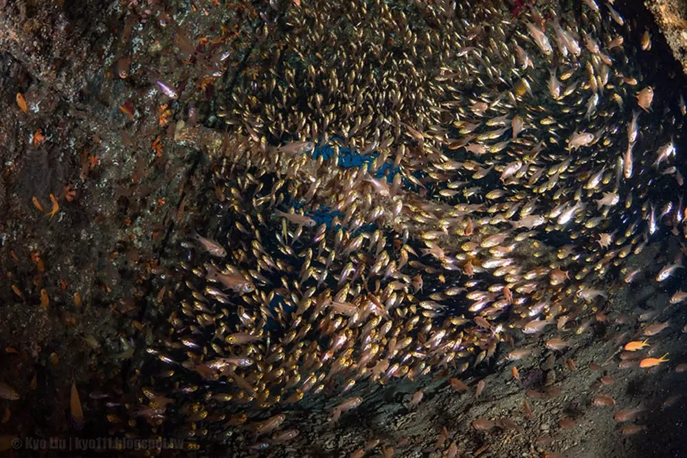 1019 Technique Poisson-appât à l'intérieur d'une épave