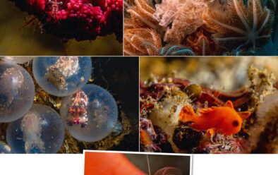 Above, clockwise from top left: Shrimp on soft coral the size of a broccoli floret; pygmy cuttlefish lit with a constant light source; juvenile frogfish; soft coral crab; flamboyant cuttlefish still in their egg-casings.