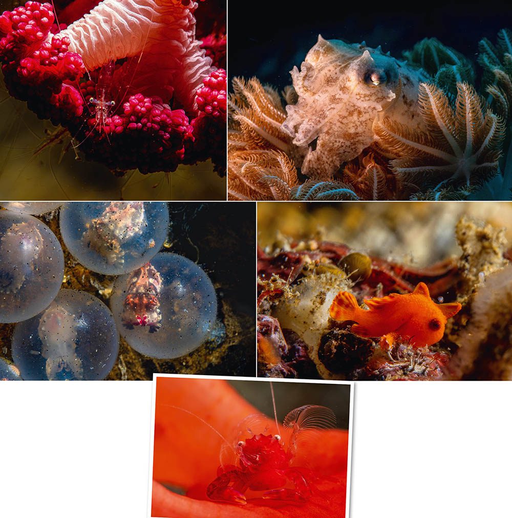 Above, clockwise from top left: Shrimp on soft coral the size of a broccoli floret; pygmy cuttlefish lit with a constant light source; juvenile frogfish; soft coral crab; flamboyant cuttlefish still in their egg-casings.