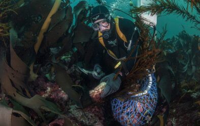 Den kommersiella abalone-dykaren Dean Lisson lägger till ytterligare en abalone i sin insamlingsväska utanför Actaeon Islands.