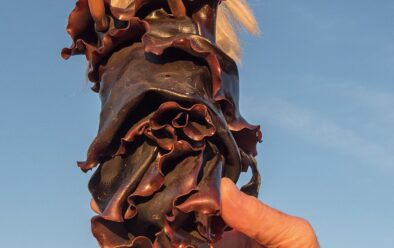 Caroline Kininmonth creates art from bull kelp, including dresses for Barbie dolls.