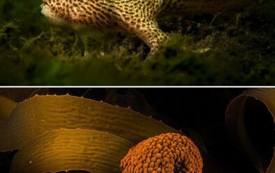 A spotted handfish clambers along the bottom in the Derwant River estuary near Hobart. Above: unusually, southern swimming anemones like this one off Maria Island are mobile. They can release their grip and swim, albeit clumsily, to a new patch of kelp in the forest.