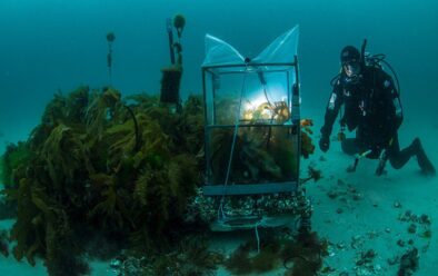 Si Craig Johnson ay sumisid upang tingnan ang isang patch ng transplanted kelp sa Maria Island. Ang tent sa ibabaw ng ilan sa mga transplant ay sumusukat sa photosynthetic rate, isang indicator ng kalusugan.