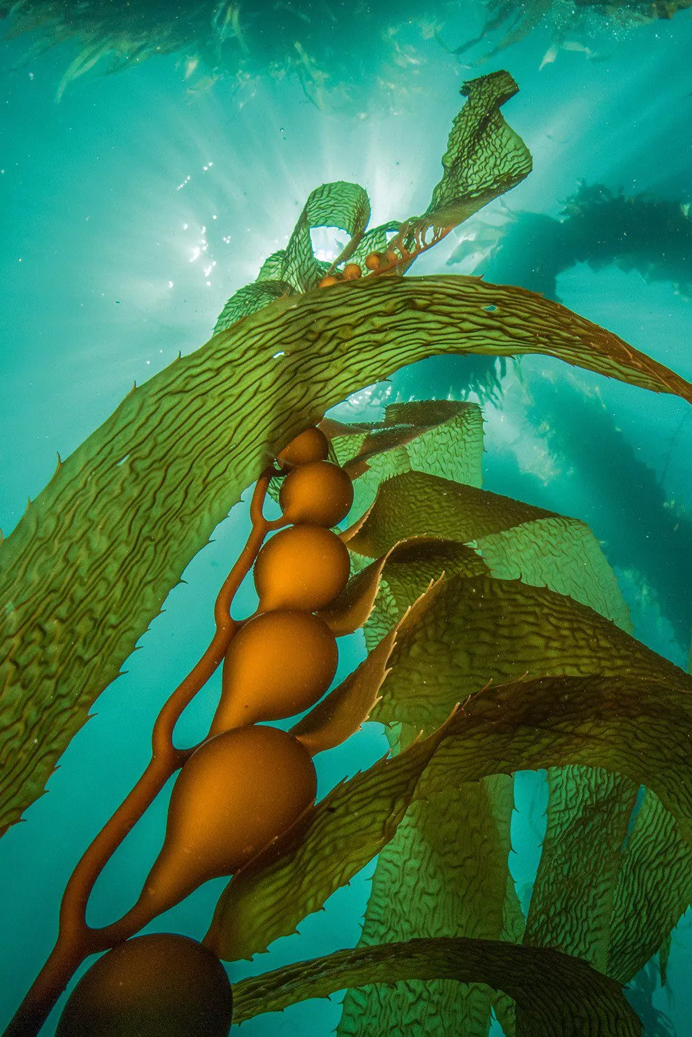 An underwater forest of sculptures attracts marine life in the