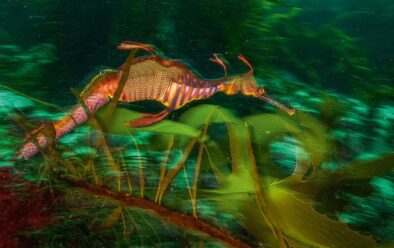 A male weedy seadragon photographed off the Tasman Peninsula carries eggs on the underside of its abdomen.