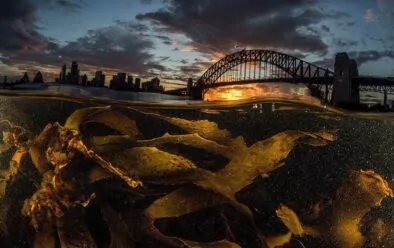 Van Sydney tot het zuidelijkste puntje van Tasmanië beginnen wetenschappers kelp en andere zeewiersoorten terug te brengen naar aangetaste habitats.