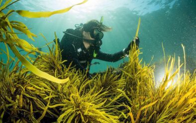 Mariene ecoloog Adriana Vergés inspecteert een stukje rivierkreeft dat haar team voor de kust van Sydney heeft getransplanteerd.