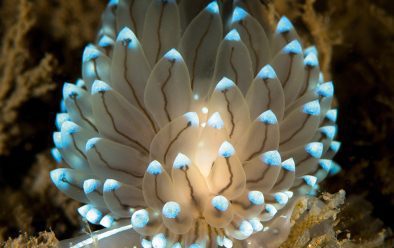 Crystal Tips – unlike most nudibranchs these have projections along their body that act as gills as well as containing extensions of their digestive system, here the dark lines leading to the blue tips.