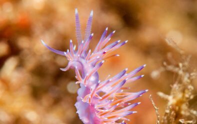 A Flabellina – in-nudibranċ vjola.