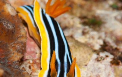 Pertemuan pertama dengan nudibranch – siput piyama biasa.