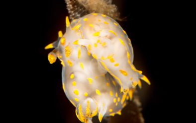 These four-lined nudibranchs mating on a kelp frond stand out well from the background.