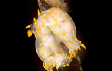 Nudibranch empat baris yang kawin pada daun rumput laut ini terlihat menonjol dari latar belakang.