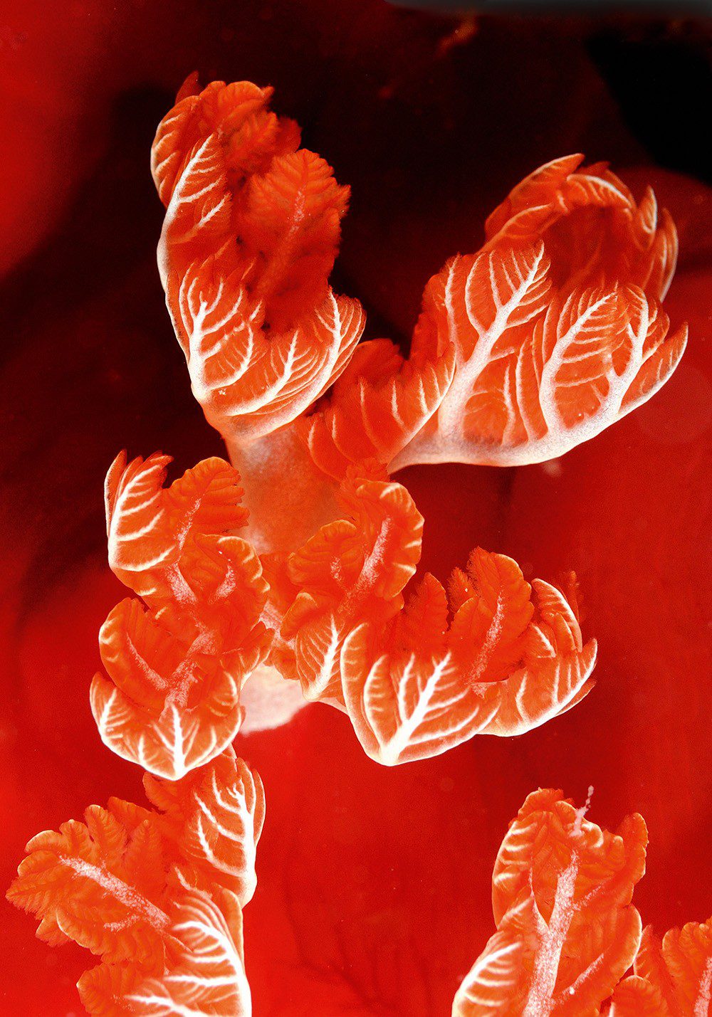 1019 nudis spanish dancer