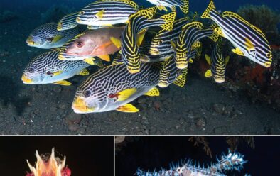 Above, clockwise from left: Sweetlips; Maria’s shot of a pair of ornate ghost pipefish; close-up of a soft-coral crab. 