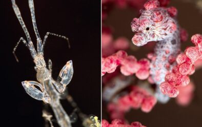 Vlevo: Skeleton shrimp – čistý mimozemšťan. Vpravo: Pygmejský mořský koník.