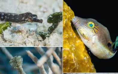 Dans le sens des aiguilles d'une montre à partir du haut : Calmars lors de la plongée de nuit ; vu lors de la première plongée – cornemuse ; souffleur à nez pointu; mâchoire aux œufs; poisson-lime.