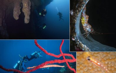 Above, clockwise from top left: Divers in the Blue Hole; shrimp; coral goby; going the same way – divers and trumpetfish.