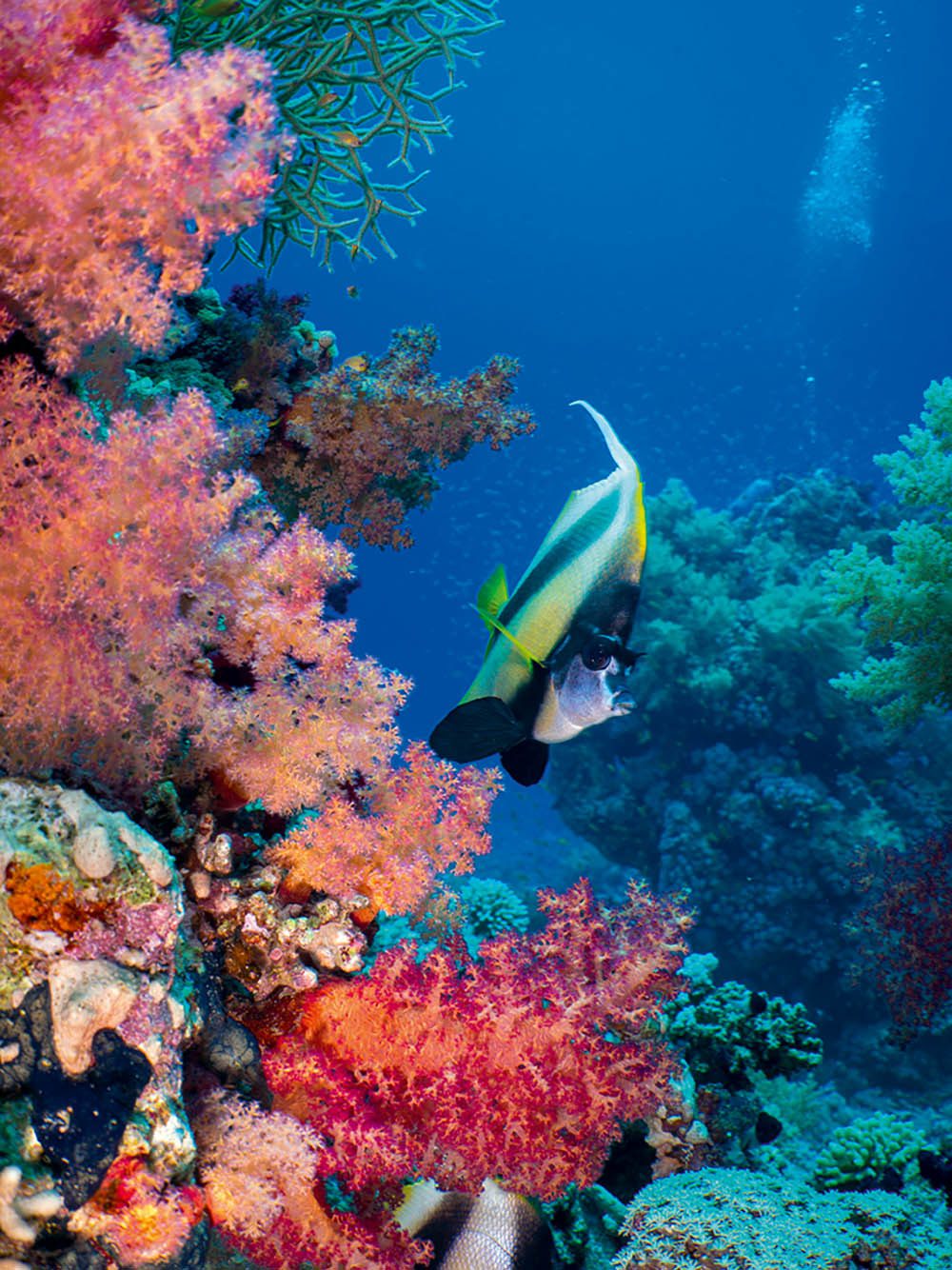 Bannerfish among the soft corals.