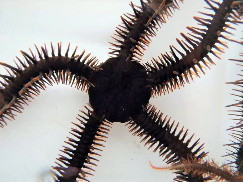 Brittlestar