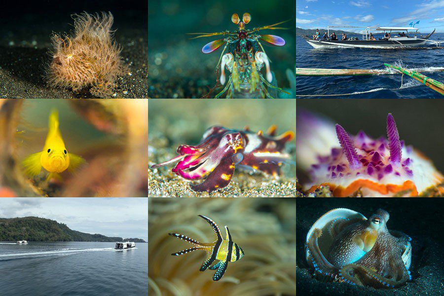 Lembeh Anilao