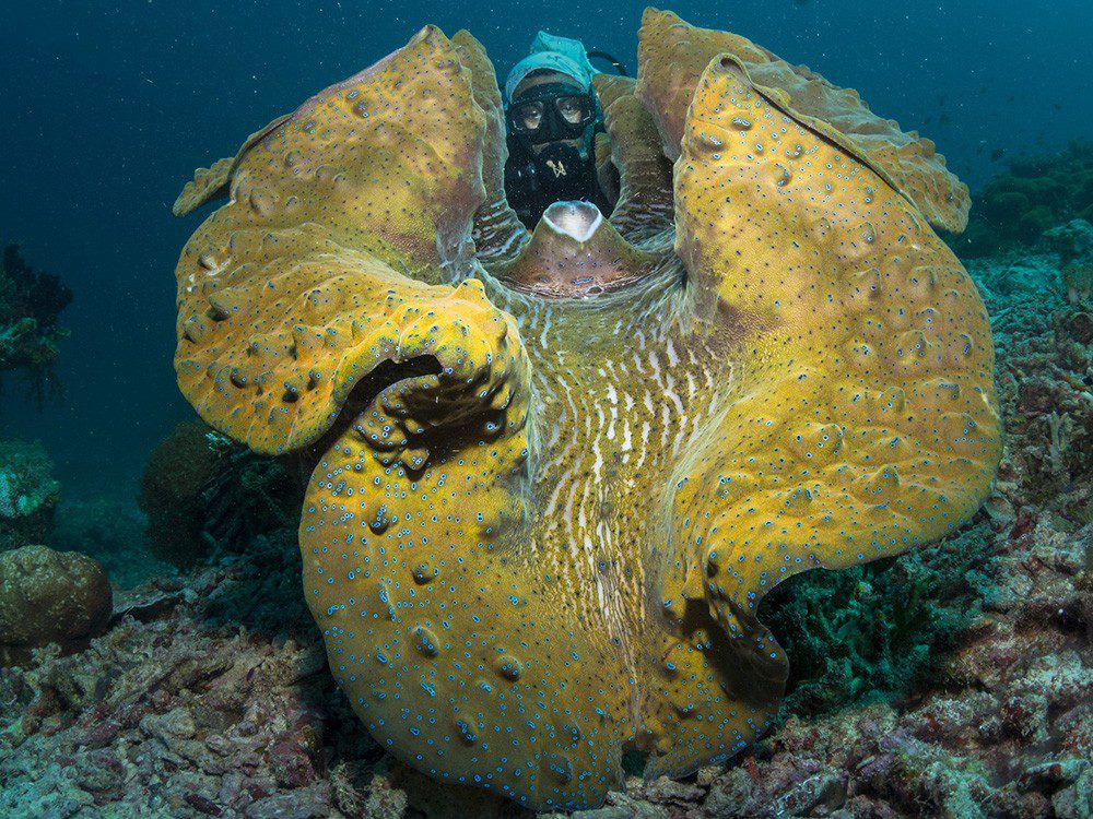 Giant Clams and a Walking Shark (above left)