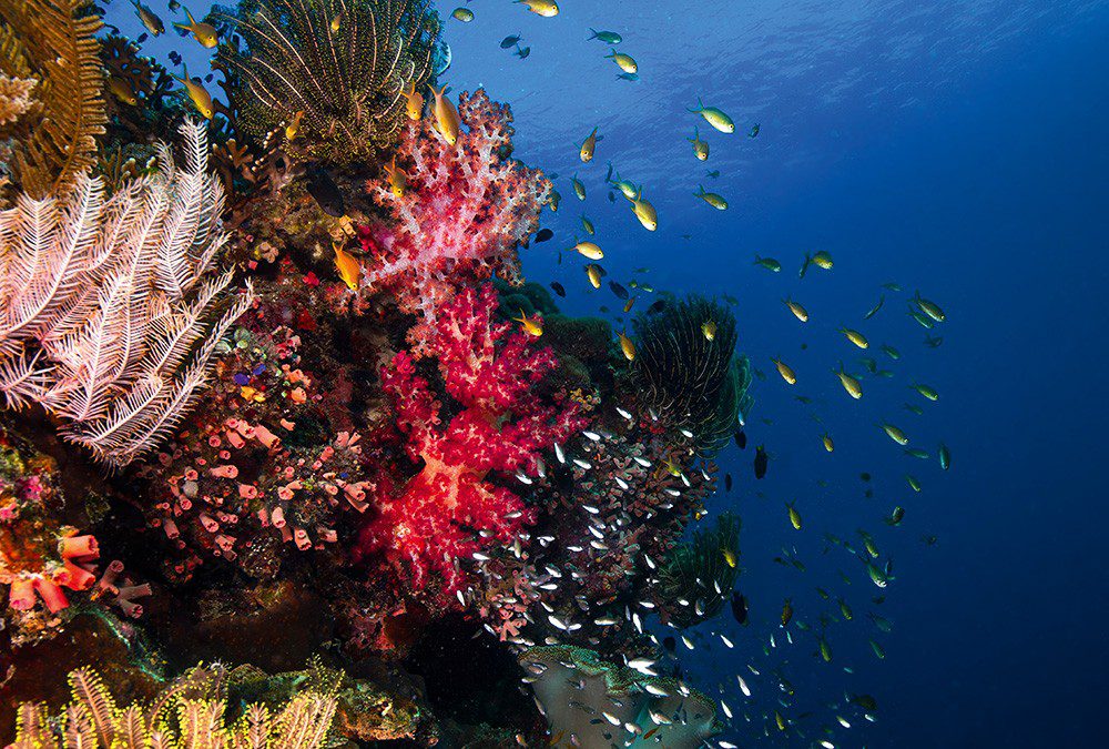 Underwater Reef Is Revealed With GoPro Hero 9 (Video)