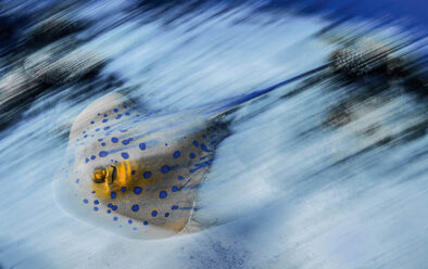 World of Blur 4 4: Blue-spotted sting ray blur.