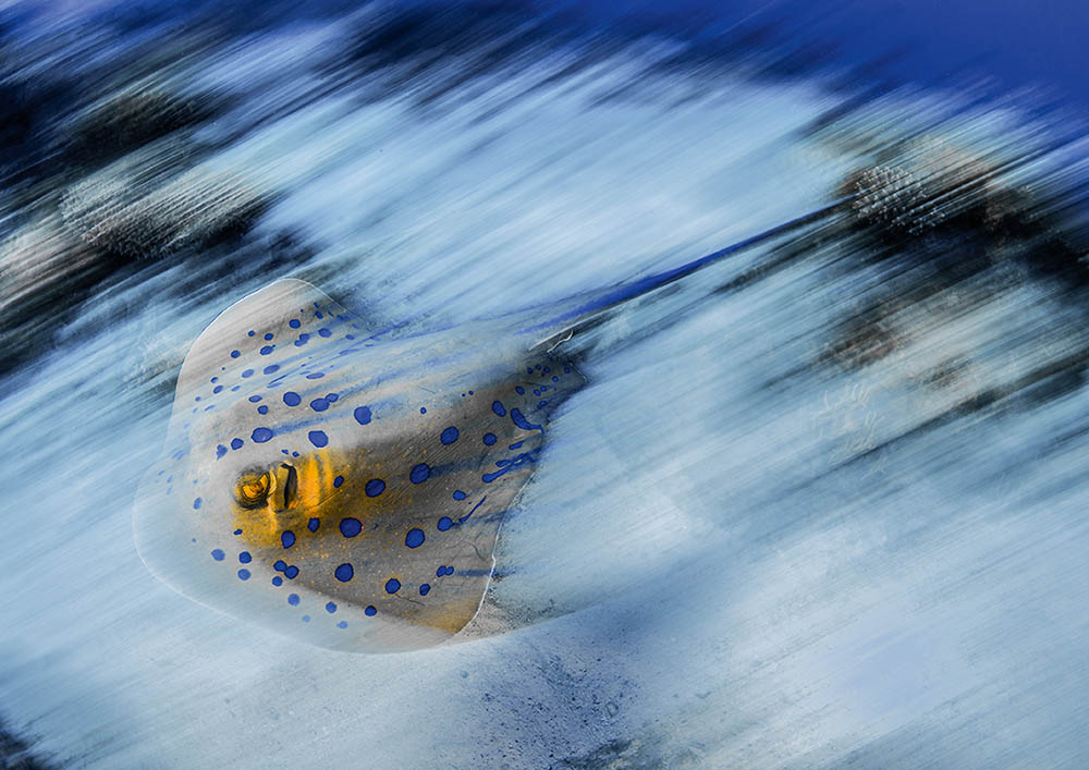 4: Blue-spotted sting ray blur.