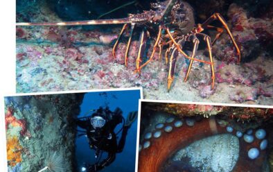 Clockwise from top: Lobster on the wall near Baia Infreschi; Chiacchio cavern wall; octopus hiding in its burrow.