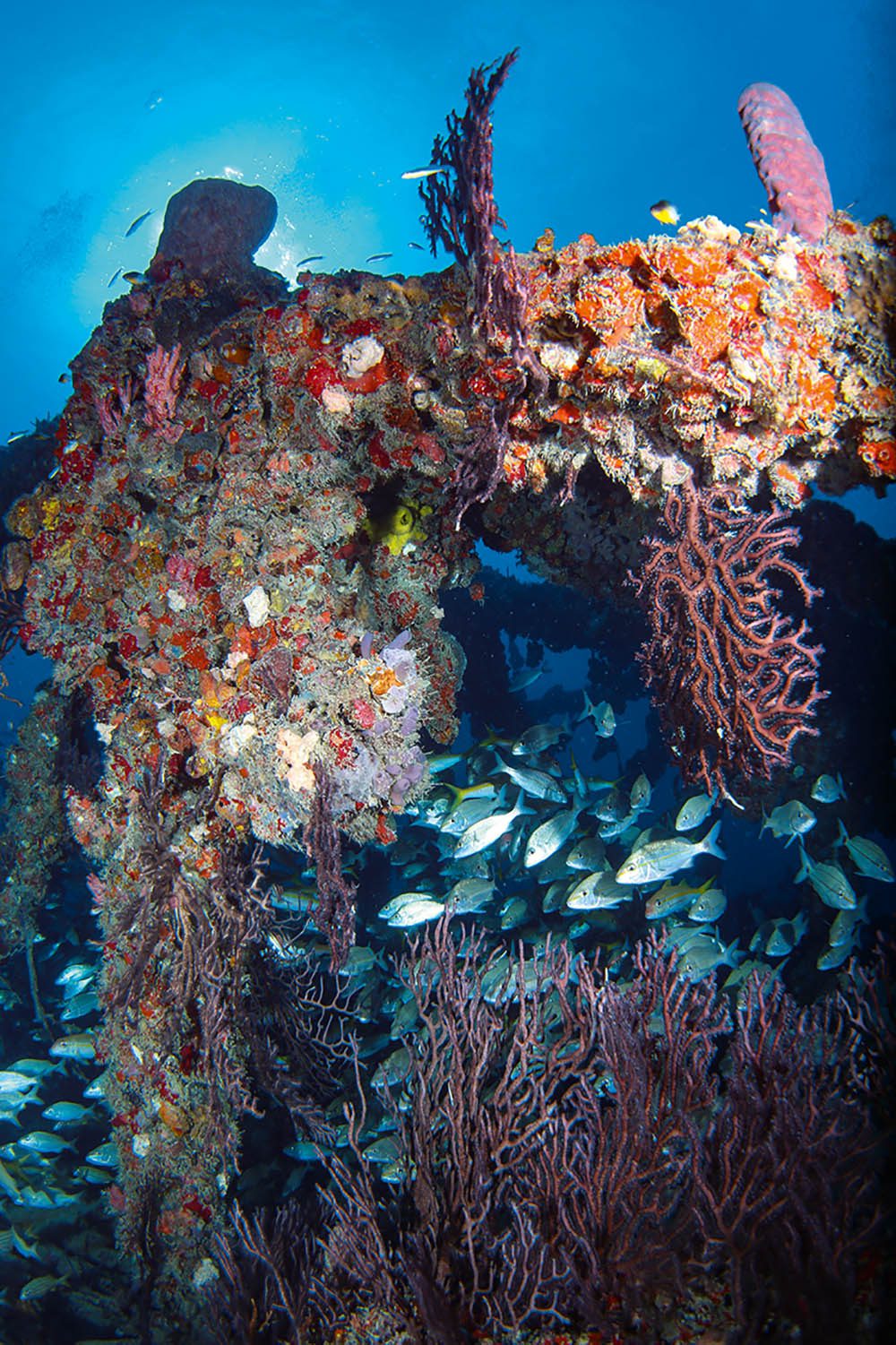Jungle Gym is full of schools of fish, seafans, sponges and soft corals.