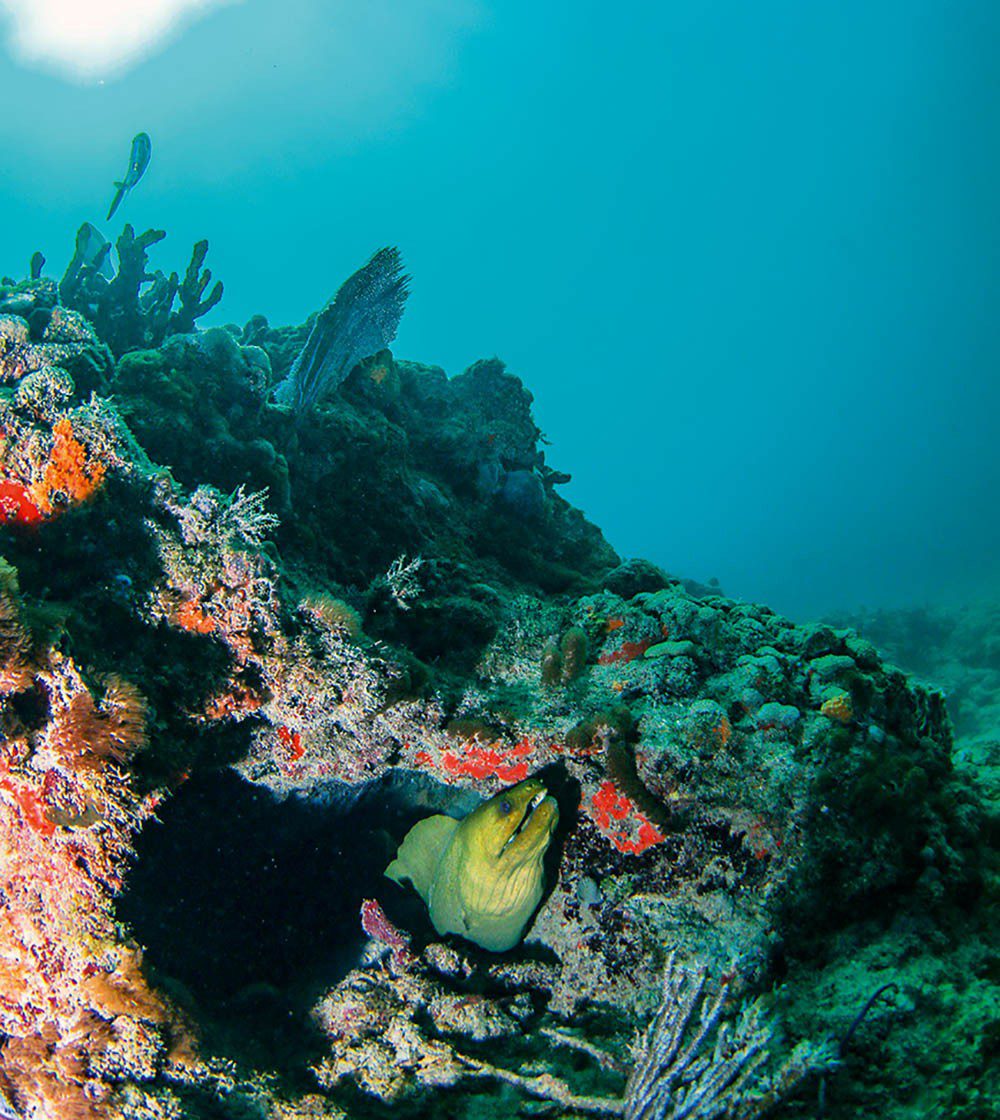 1119 Murena aħdar ġgant ta' Florida